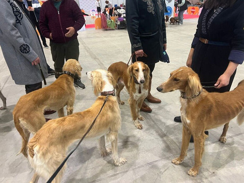 Казахын тазы үүлдрийн нохой шагналт байр эзлэв